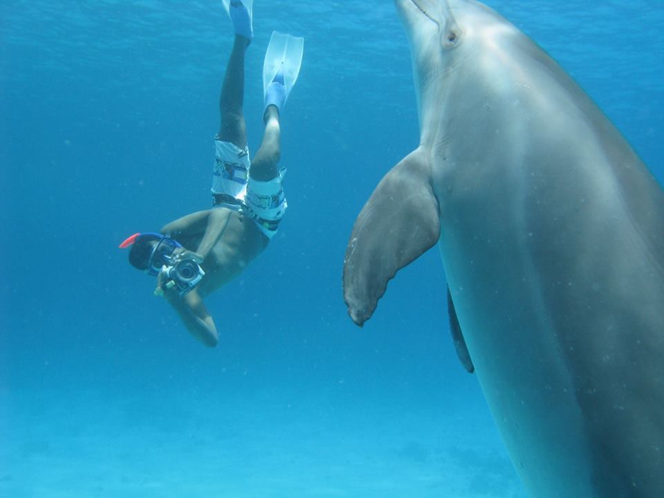 Dolphin House Snorkeling